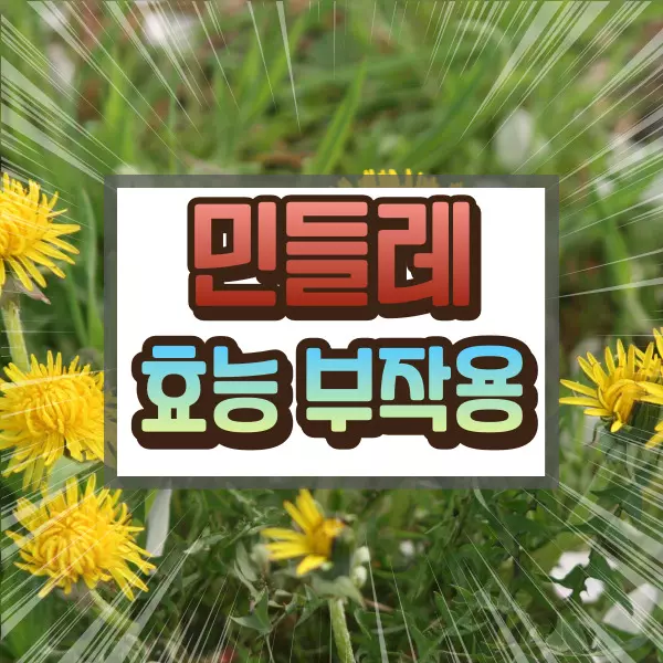 민들레 효능 부작용