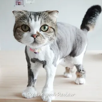 고양이 미용 필요, 미용실, 미용가격, 셀프 미용_31