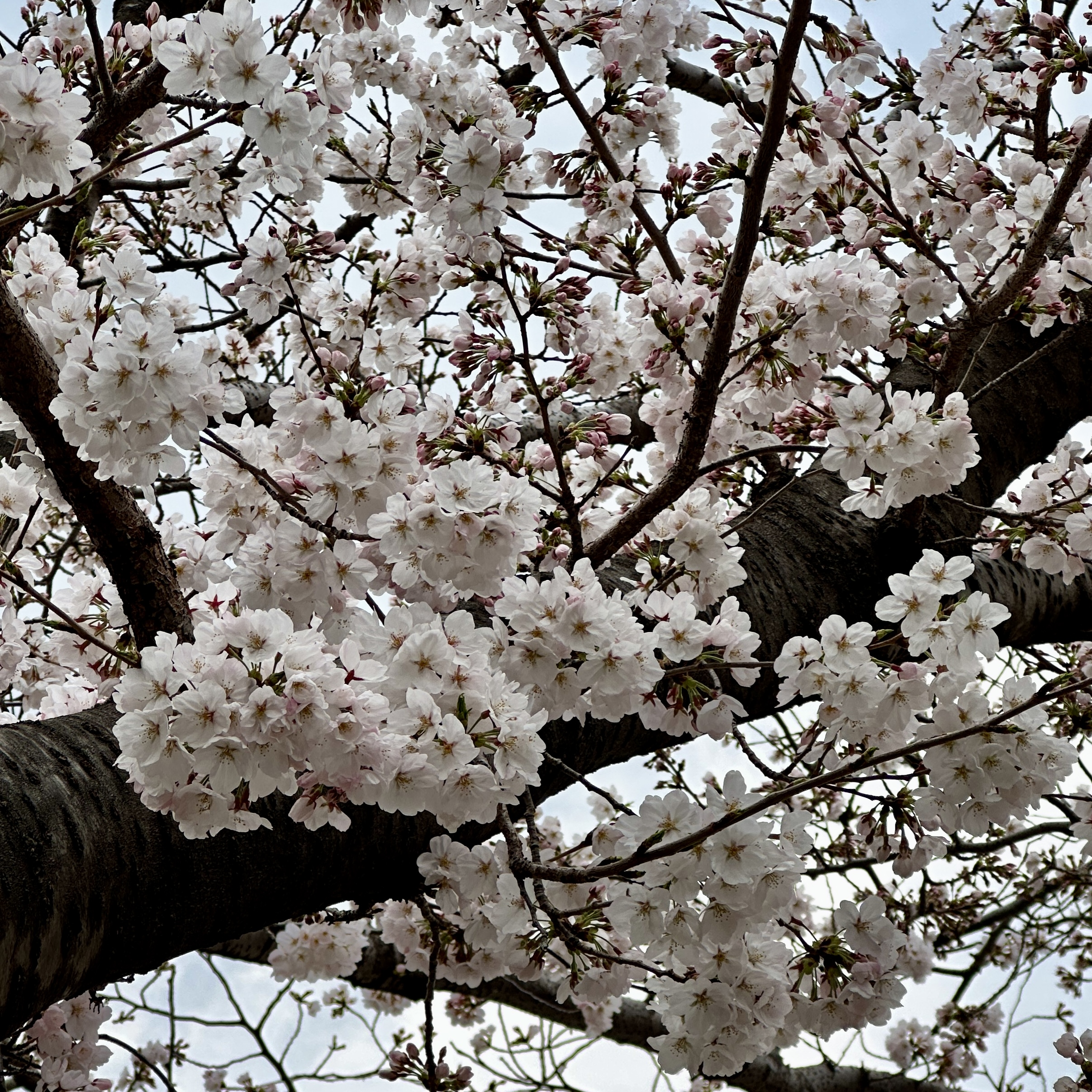 온천천시민공원_벚꽃실시간