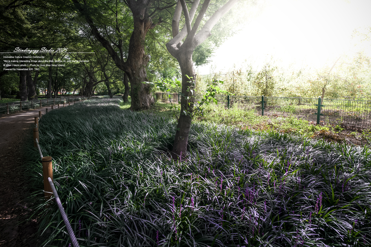 #영천 #숲 #맥문동 #오리장림