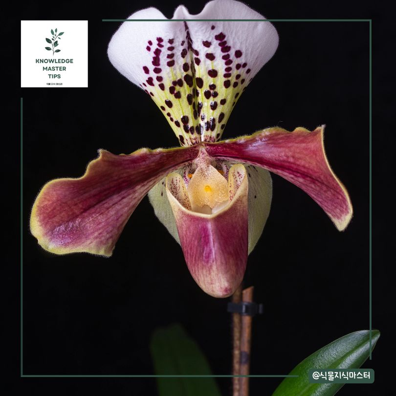 멸종 위기 식물의 보존