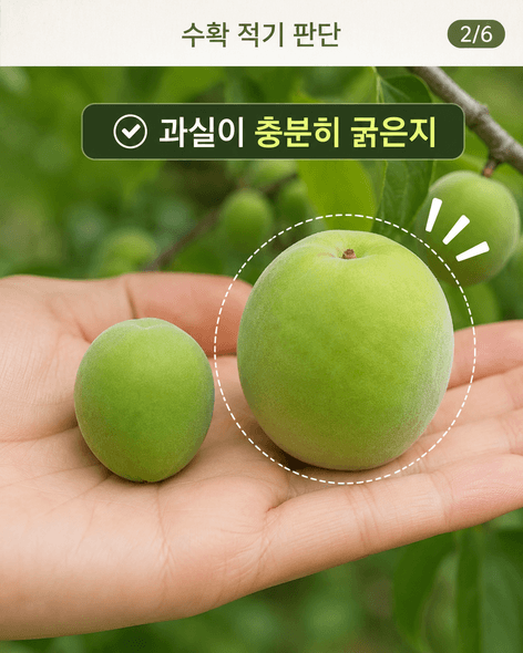 매실수확시기
