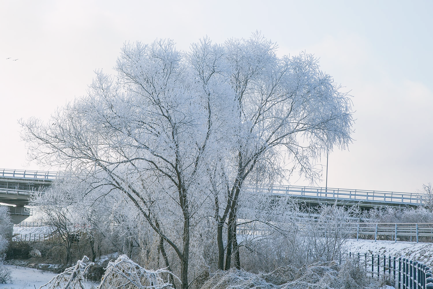춘천 상고대 명소7