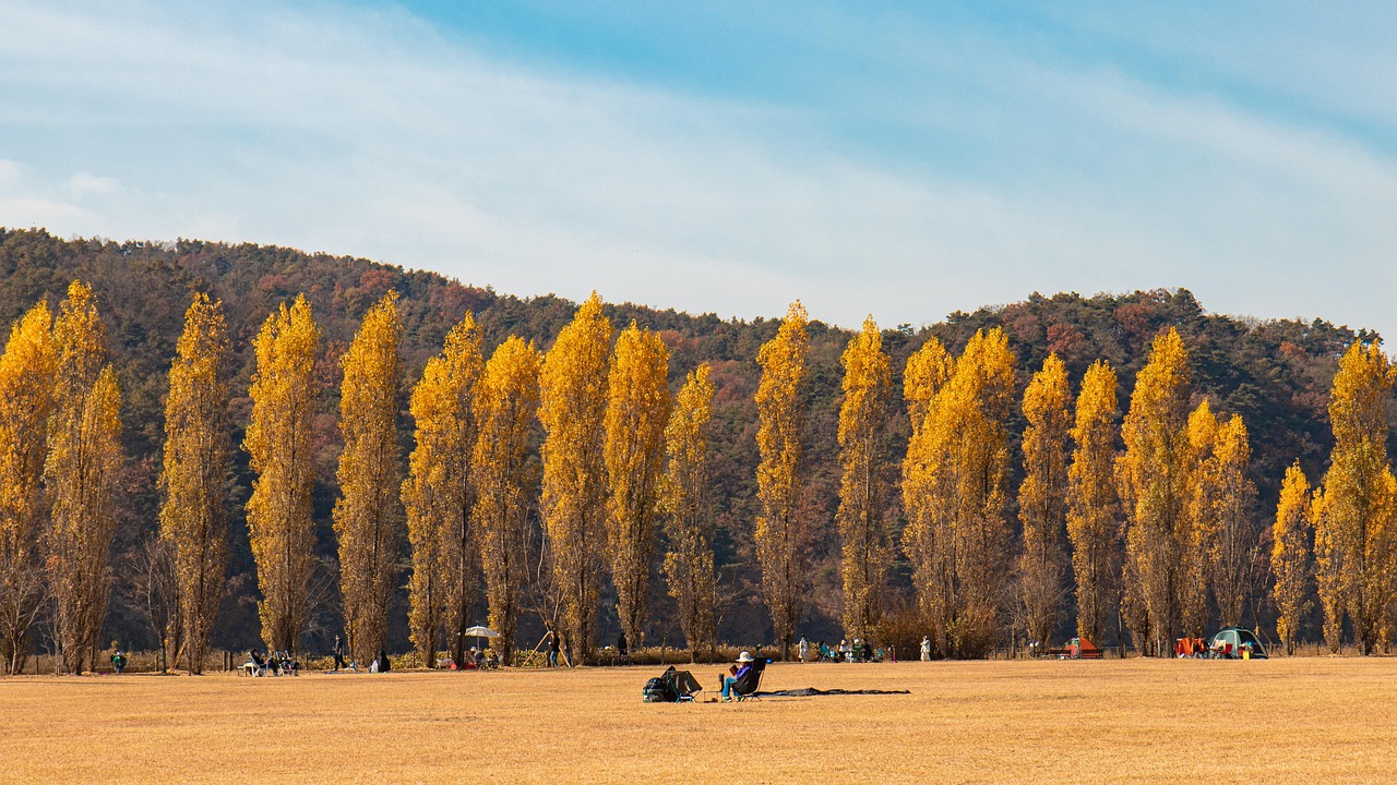 노란색 커다란 나무가 줄지어 있는 한국의 가을