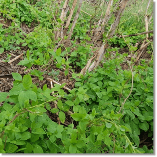 봄에 돋아 나오는 더덕 순