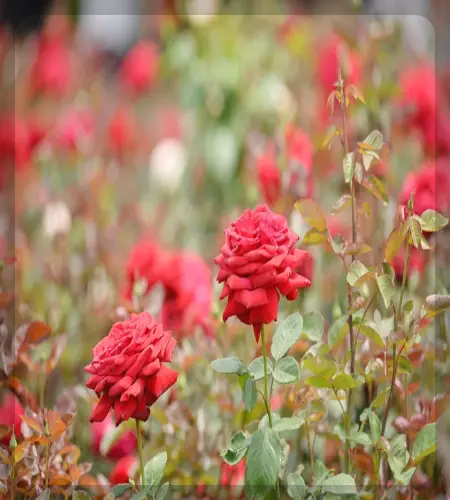 울산대공원 장미축제_2