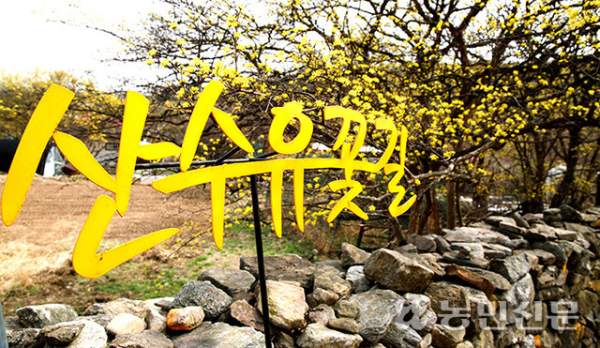 이천 산수유축제 꽃길입구 사진