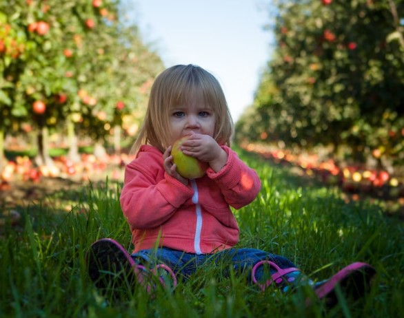 아침에 먹는 사과가 좋은 이유