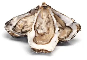 통영굴 직거래 가격, 효능 및 영양성분 부작용