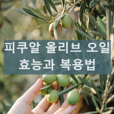 올리브 올라이브 유기농오일 특징과 효능 스페인 피쿠알 단일품종