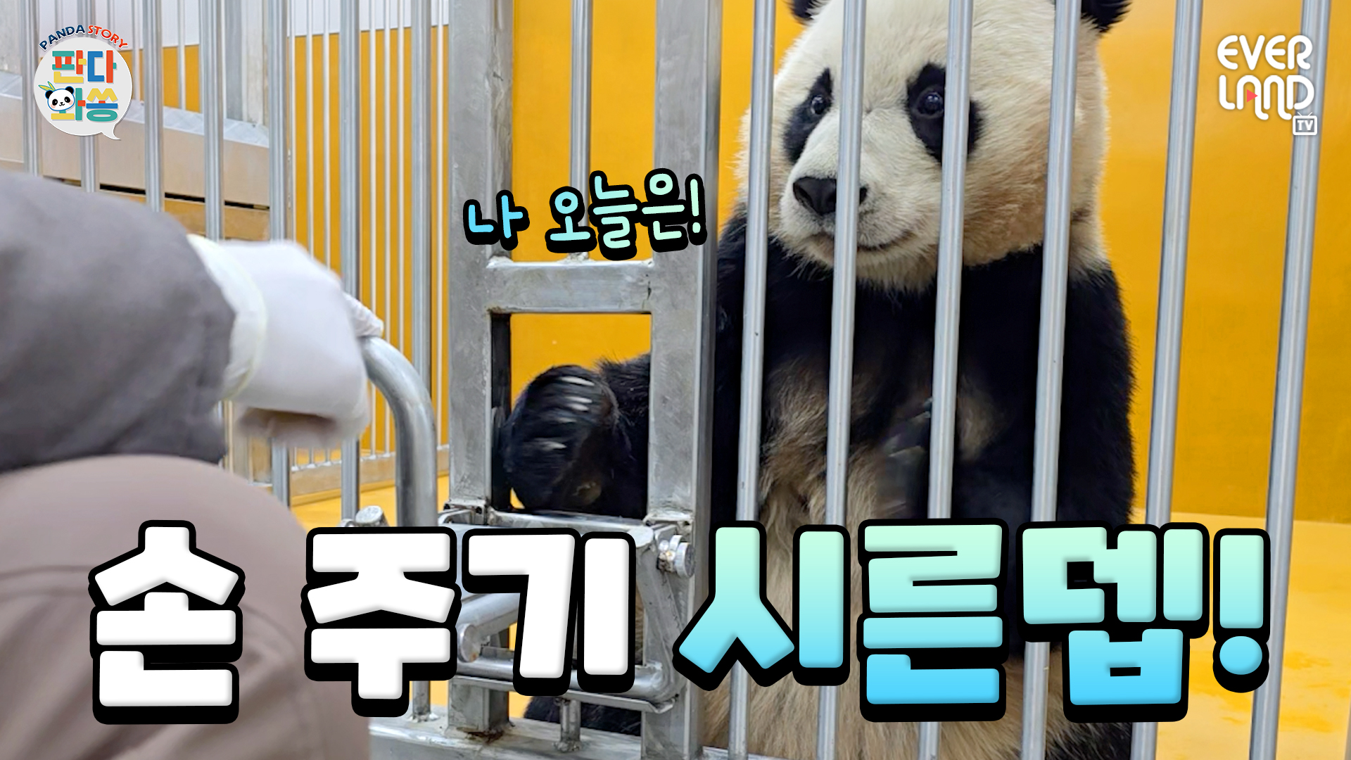 후이 손 원해여? 원하면 500원｜#판다와쏭 #242