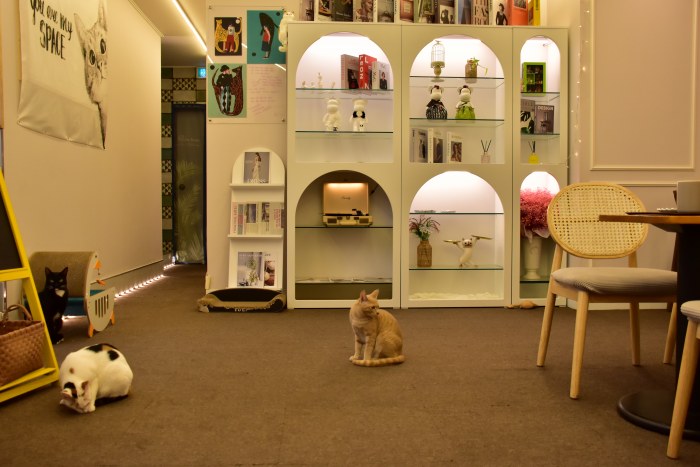 수영동 디저트 카페 스윗트롤 고양이