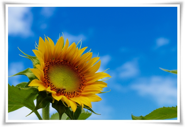 여름의 상징 희망과 사랑의 꽃 "해바라기"