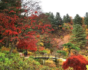 아침고요수목원 단풍시기_5