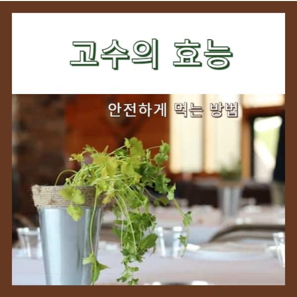 그릇에- 담긴-고수