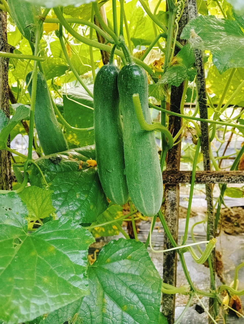 농장에서 재배 중인 오이