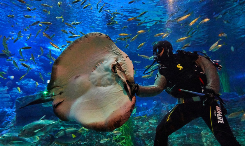 부산아쿠아리움 씨라이프 가오리먹이
