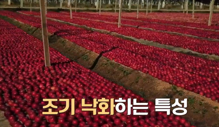 아누카사과 분말