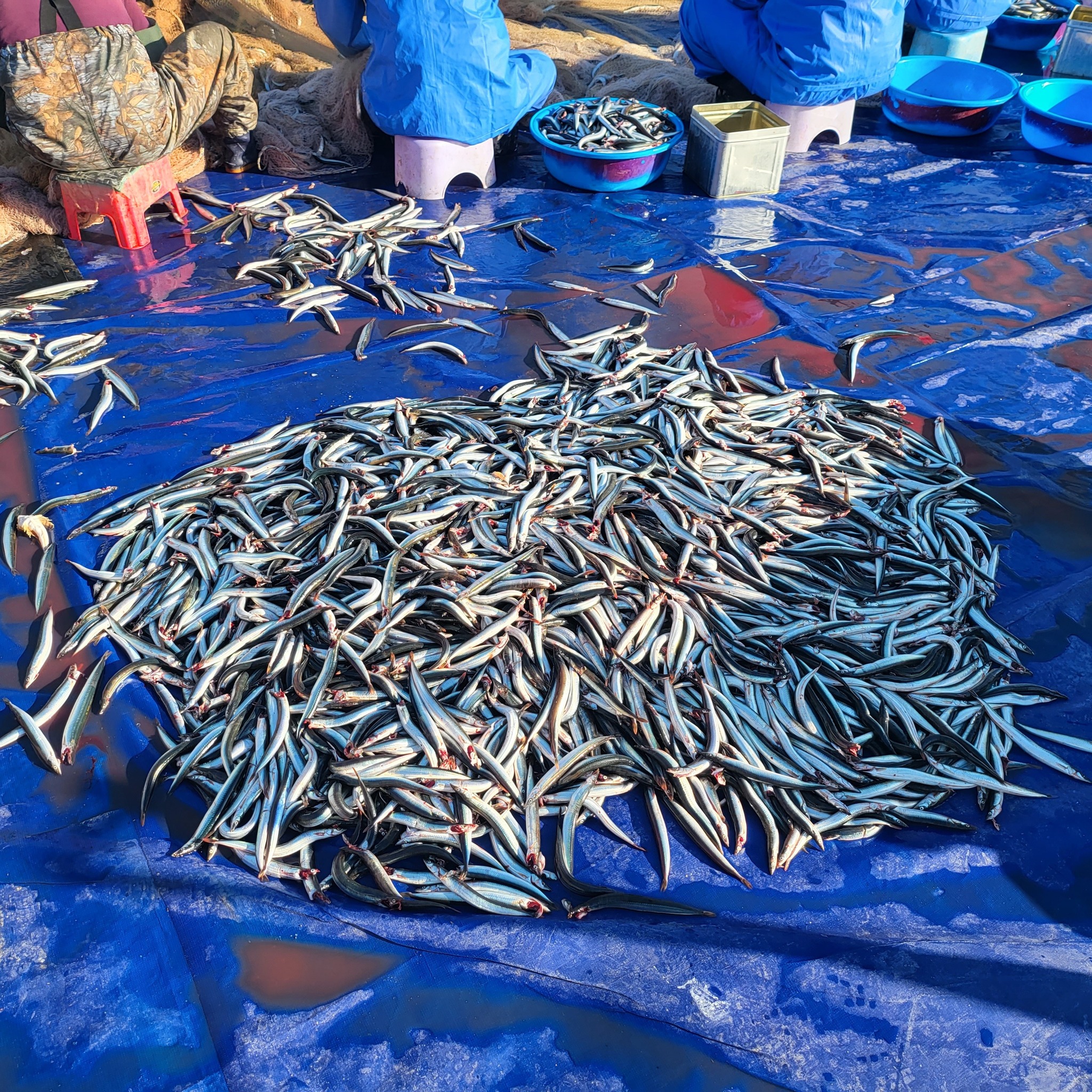 숯불 위에 구워지는 도루묵과 양미리(이미지 교체 예정)