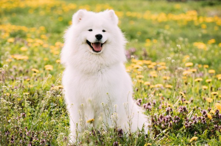 사모예드 스마일.