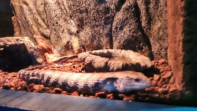 아쿠아 플라넷 제주