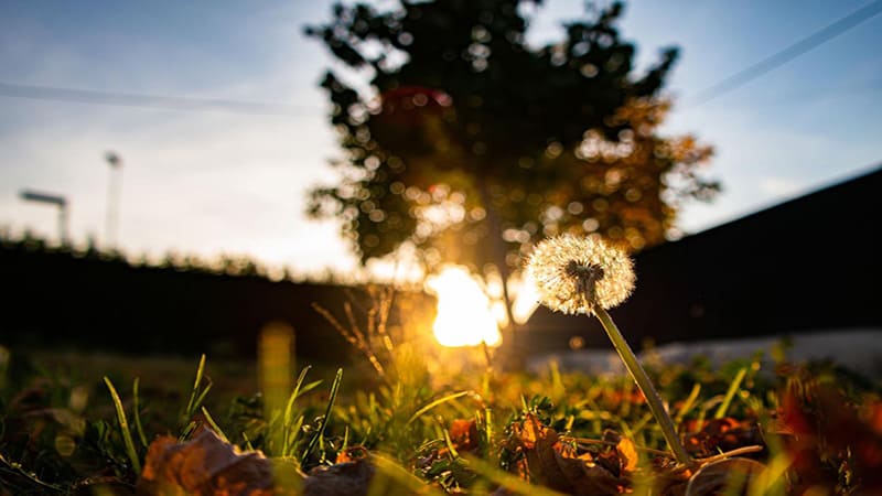 <img src="dandelion-seeds-autumn-breeze.jpg" alt="가을 햇살 속에서 바람에 날리는 하얀 민들레 홀씨">