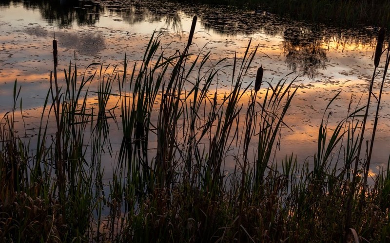 🌾 순천만습지 갈대밭, 입장료, 갈대축제 일정과 알뜰 관람 코스 총정리