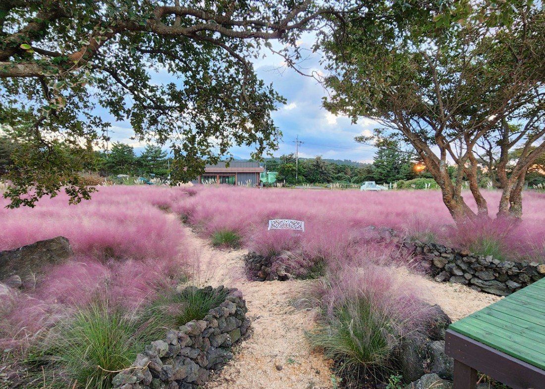 국내 인기 수목원 가볼만한곳 BEST 06 제주 경기 태안 대전 포함
