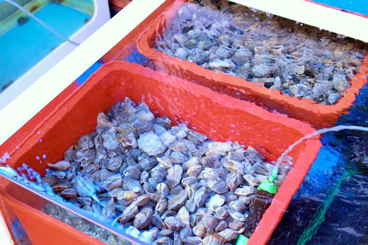 6시내고향 홍성 죽도 굴 새조개 주꾸미 맛집 추천