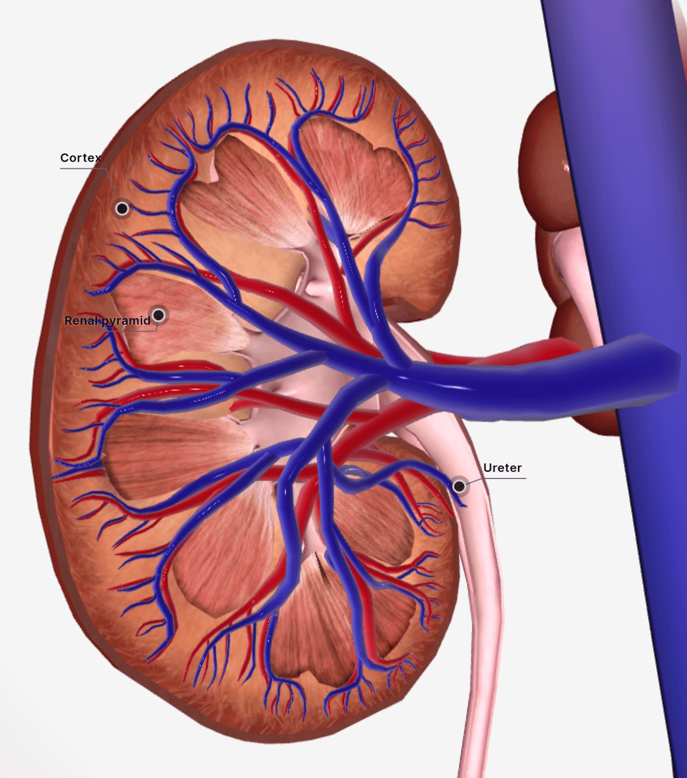 신장에 좋은 음식