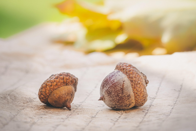 싸이월드 – 도토리로 꽃피운 감성의 시대