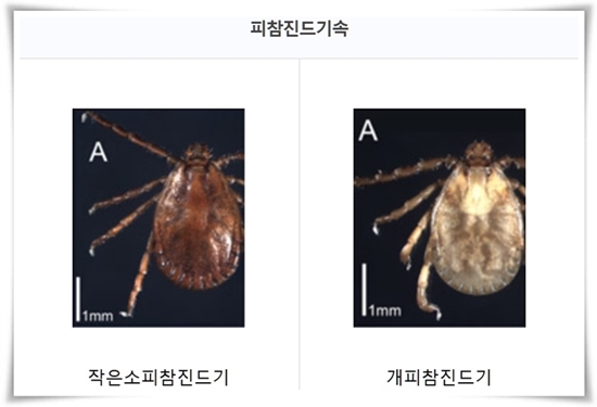 "진드기" 야외 활동의 숨은 적, 안전한 야외 활동을 위한 가이드!