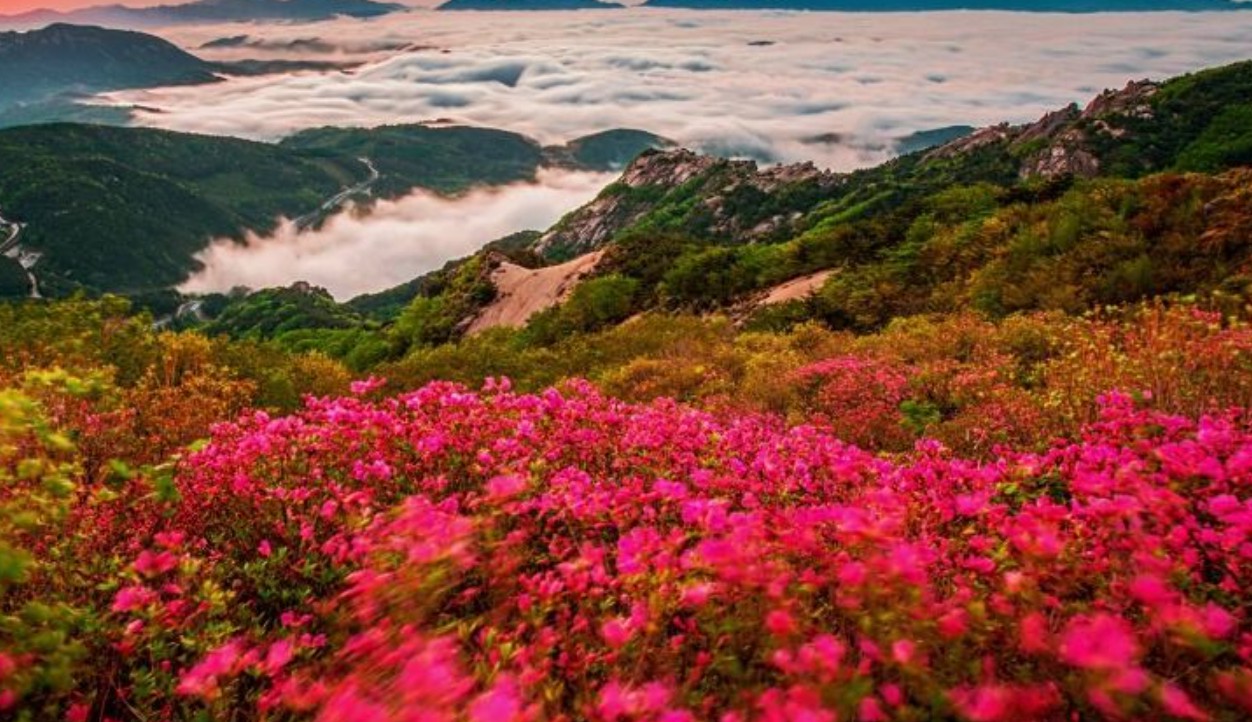 황매산철쭉제