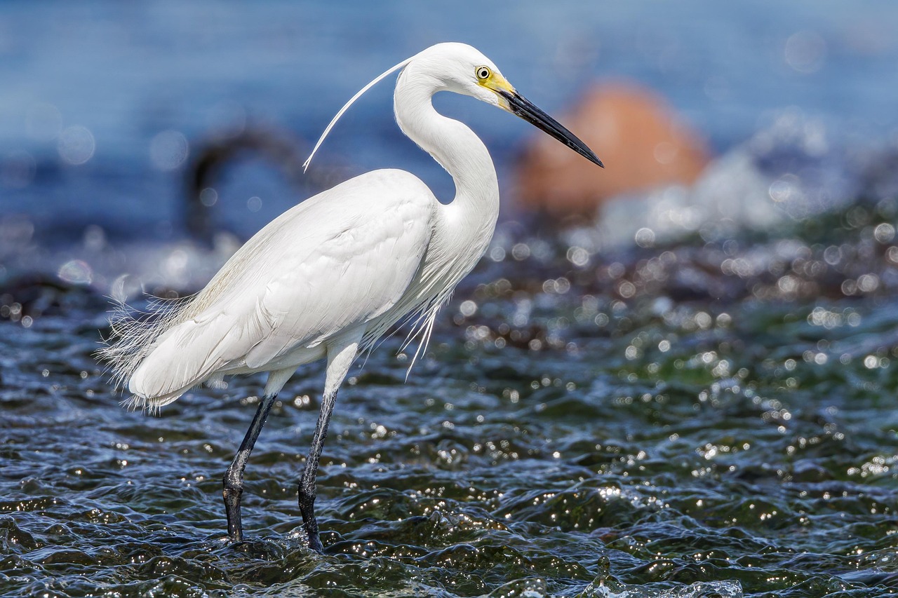 환경파괴 지역의 생태추모 의례