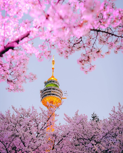 봄-벚꽃 축제-일정-대구 경남