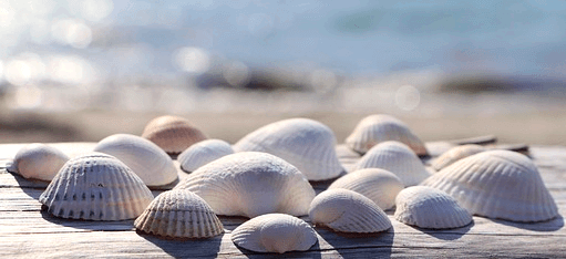 해변가 나무 계단 위에 하얀 조개 껍질들이 여러개 있다.