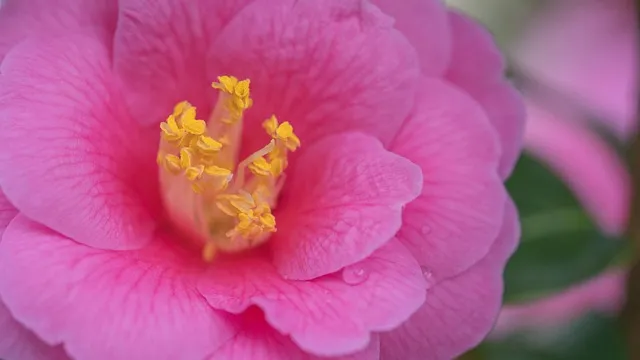 동백꽃 줄거리 김유정 단편소설 춘천_3