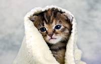 고양이 꿈해몽