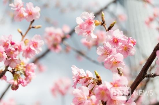 2023년 전국 벚꽃 축제 일정