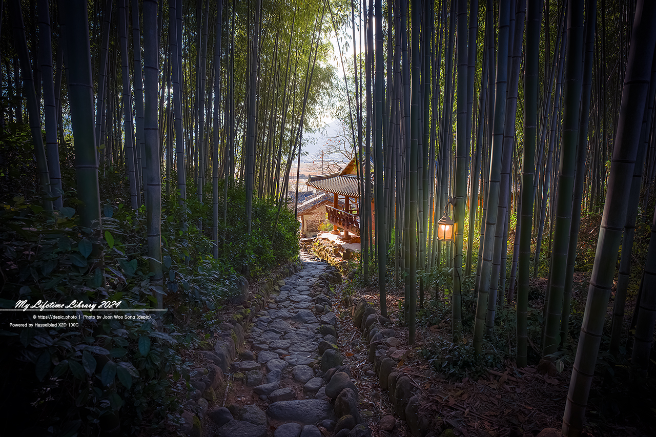 구례 쌍산재 대나무
