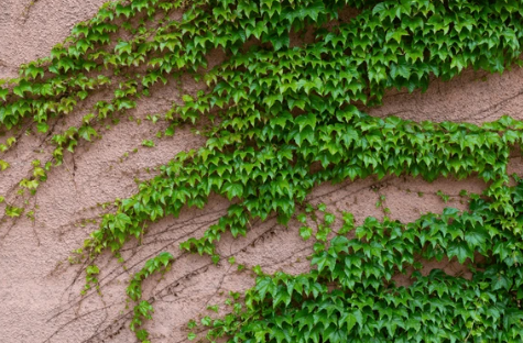 을목일간 남성의 성격, 연애, 직업적 특징