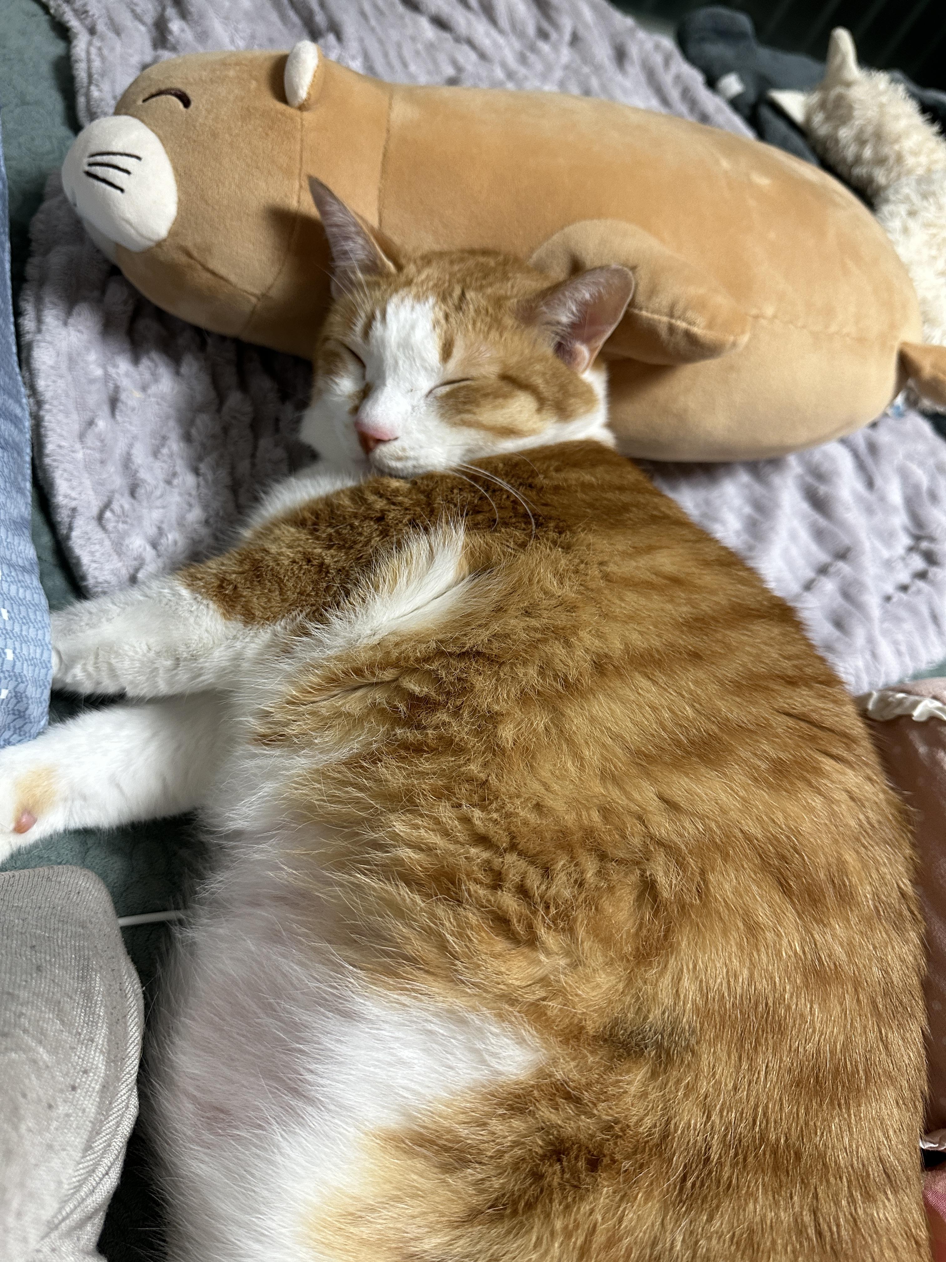 물개_인형_베고_자는_귀염둥이_치즈냥이_호야