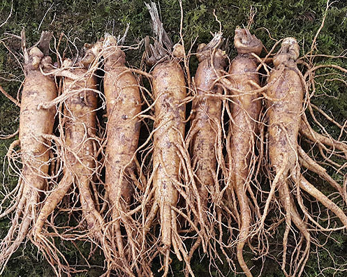 4050 맞춤형 건강기능식품 추천