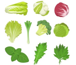 샐러드-야채-종류-2