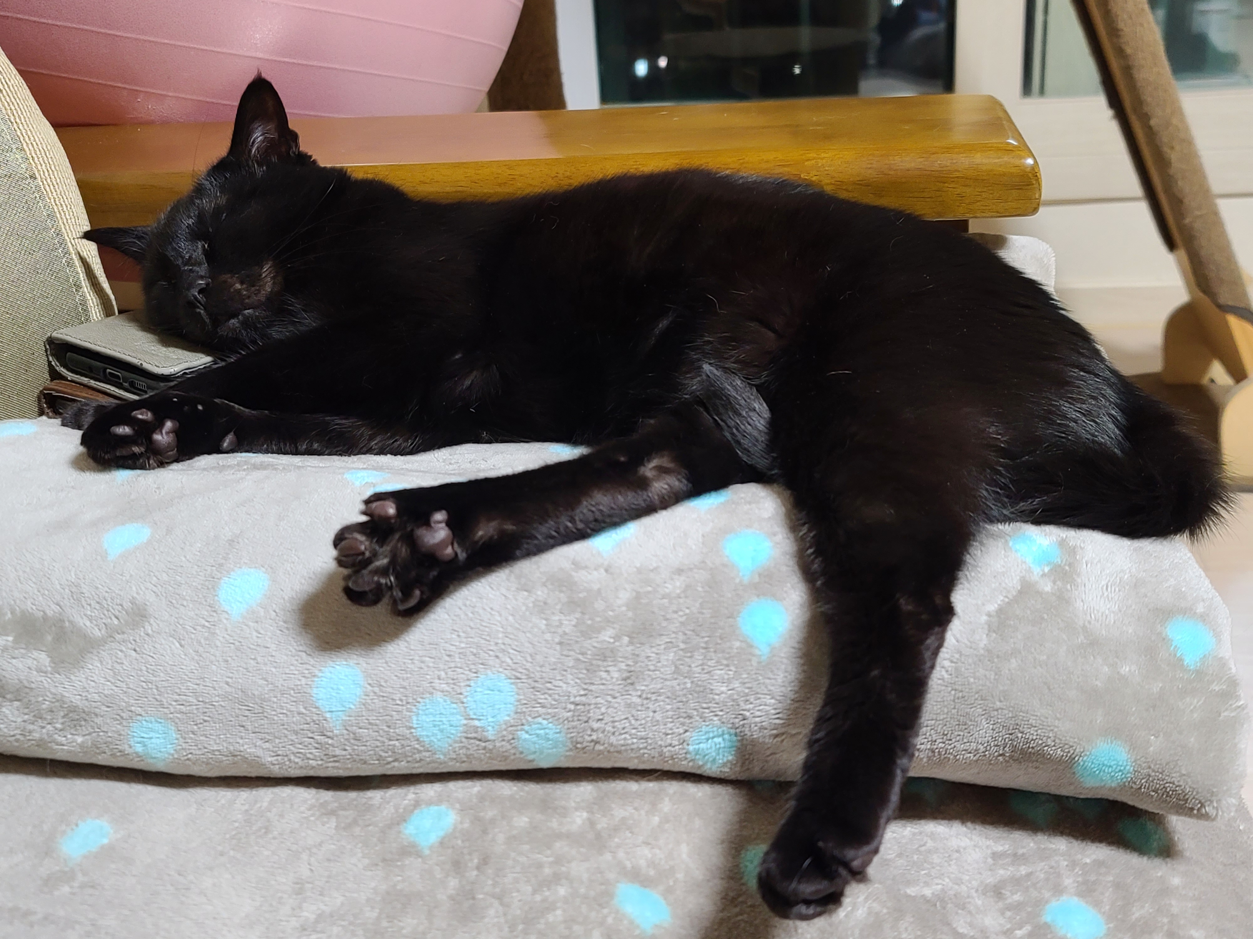 올블랙 고양이 건이와 치즈냥이 호야. 올블랙 건이의 핸드폰 사용방법.