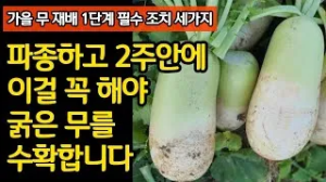 "가을무
