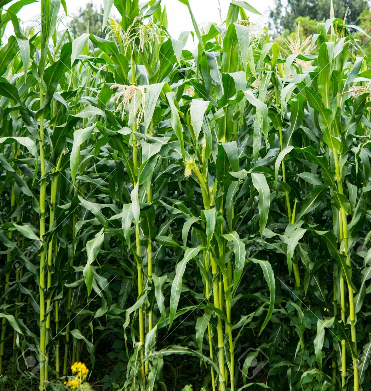 옥수수 재배 수분 수정 바람 피해 예방 거름 주기_4