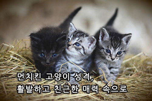먼치킨 고양이 성격, 활발하고 친근한 매력 속으로