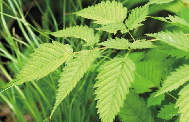 눈개승마 효능, 부작용, 먹는법, 요리법 살펴보기