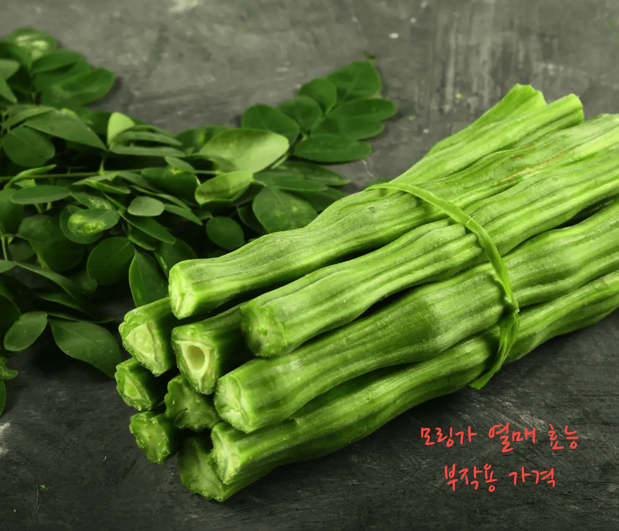 모링가 효능